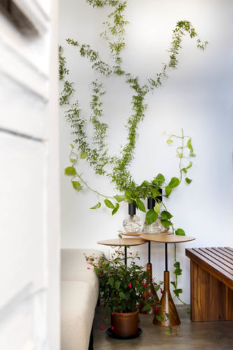 Parede com trepadeira, Atelier Botânico - loja carioca reabre com mostra de plantas e a participação de dez paisagistas e floristas