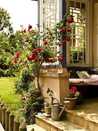 Jardim com Rosas