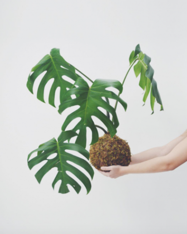 kokedama pelo atelie wabi sabi