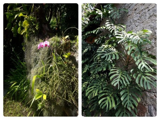 Foto de plantas folha de adão e orquideas