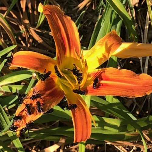 Uma flor com abelhas 