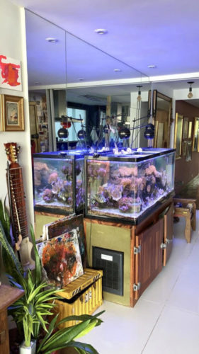 Um aquário pra chamar de seu, na casa da joalheira Iara Figueiredo. Aquário grande em cima de uma base de madeira com espelho na parede de trás. Decorando a sala de estar
