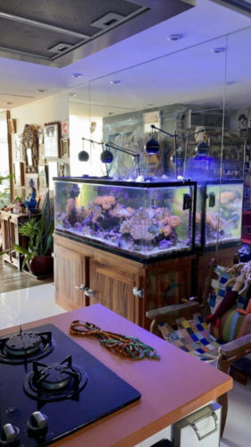 Um aquário pra chamar de seu, na casa da joalheira Iara Figueiredo. Aquário grande em cima de uma base de madeira com espelho na parede de trás.
