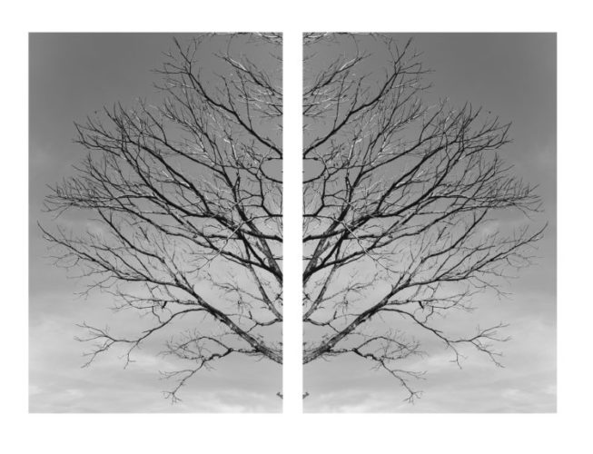 Exposição individual do fotógrafo Ari Kaye, duas fotografias, díptico em preto e branco, de uma arvore seca . 