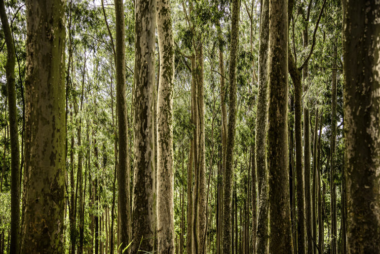 Fotografia de uma floresta, pelo ângulo, se vê mais o meio dos troncos 