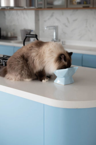 Gato se alimentando em um comedouro com design