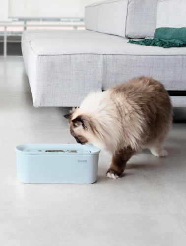 Gato se alimentando em um comedouro com design na cor azul.