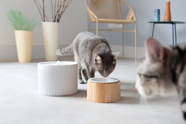 Gato se alimentando em um comedouro com design ao lado de uma fonte de aguá