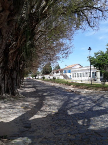 Caminho das Figueiras, na cidade Vassouras. Alameda com grandes arvores e um lado