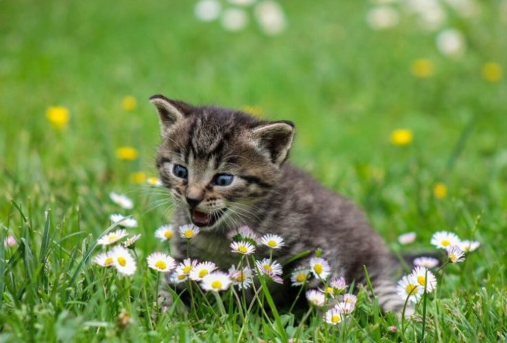 Um gatinho em meio ao gramado com margaridas