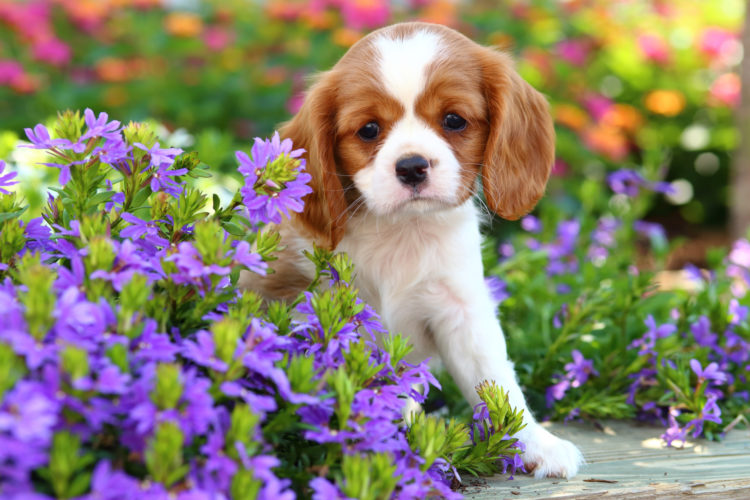 Dicas para criar um jardim pet friendly. Um lindo cachorrinho em meio das flores