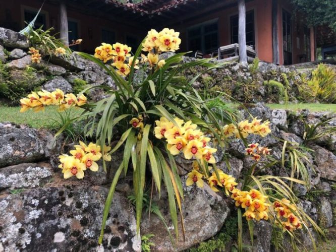 Sítio das Nuvens, orquídeas no muro de pedra
