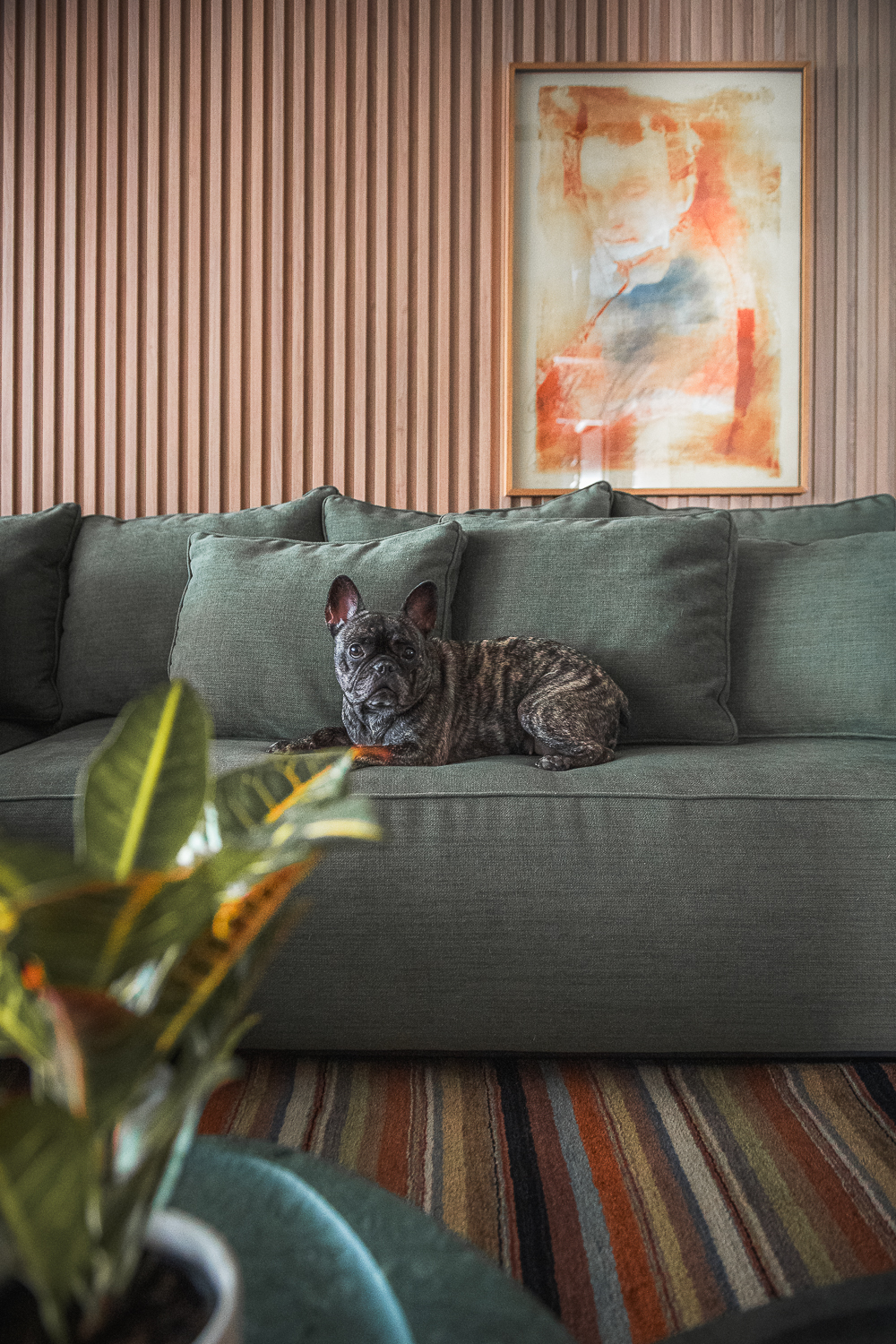 sofá com cachorro sentado