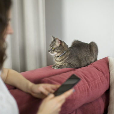 gato em sofá ao lado de uma mulher usando o celular
