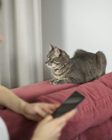 gato em sofá ao lado de uma mulher usando o celular