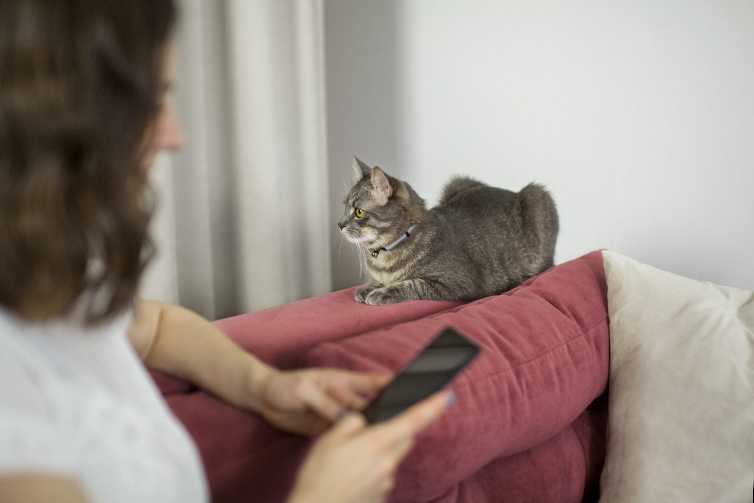 gato em sofá ao lado de uma mulher usando o celular