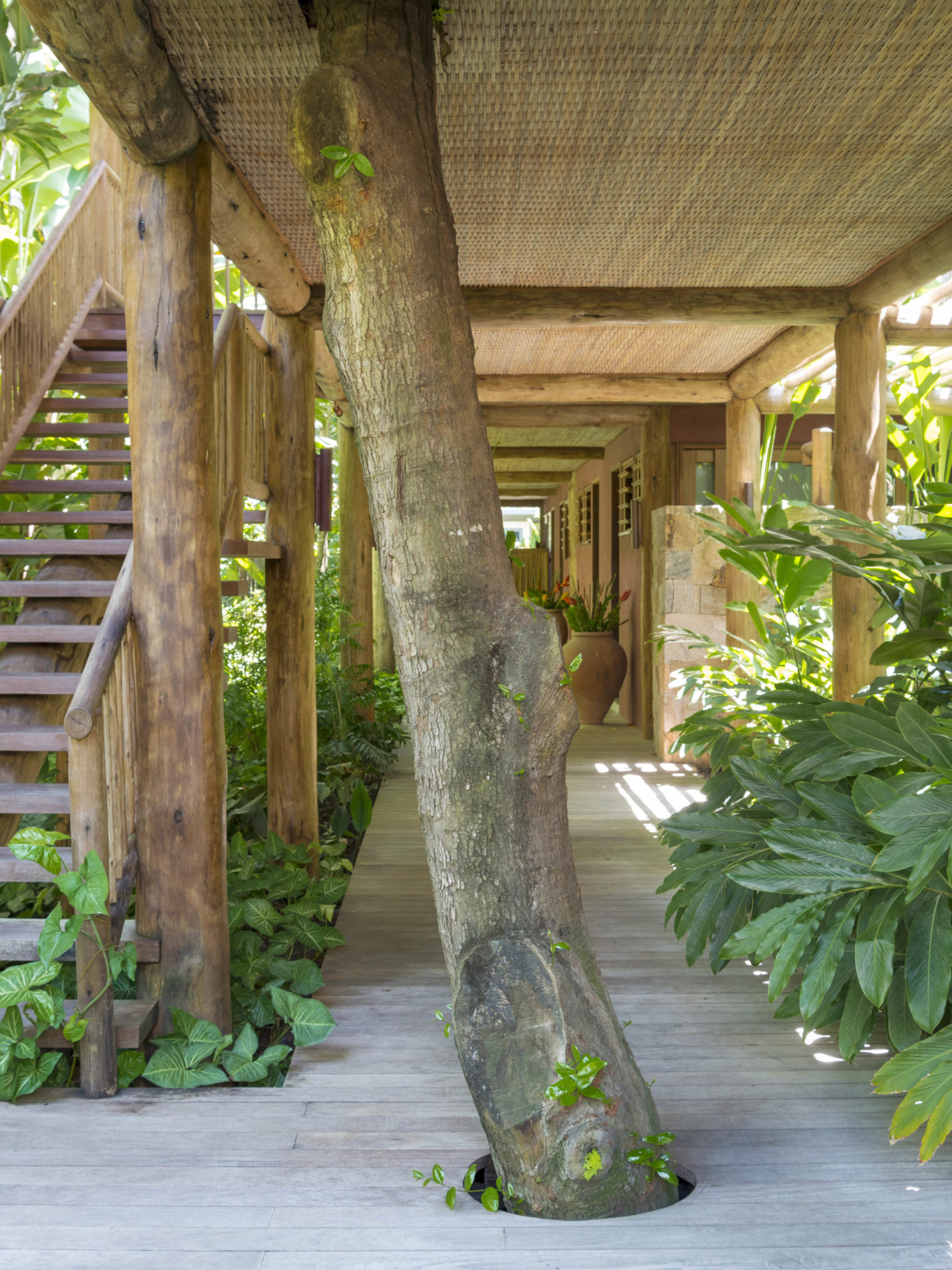 árvore preservada em casa de praia