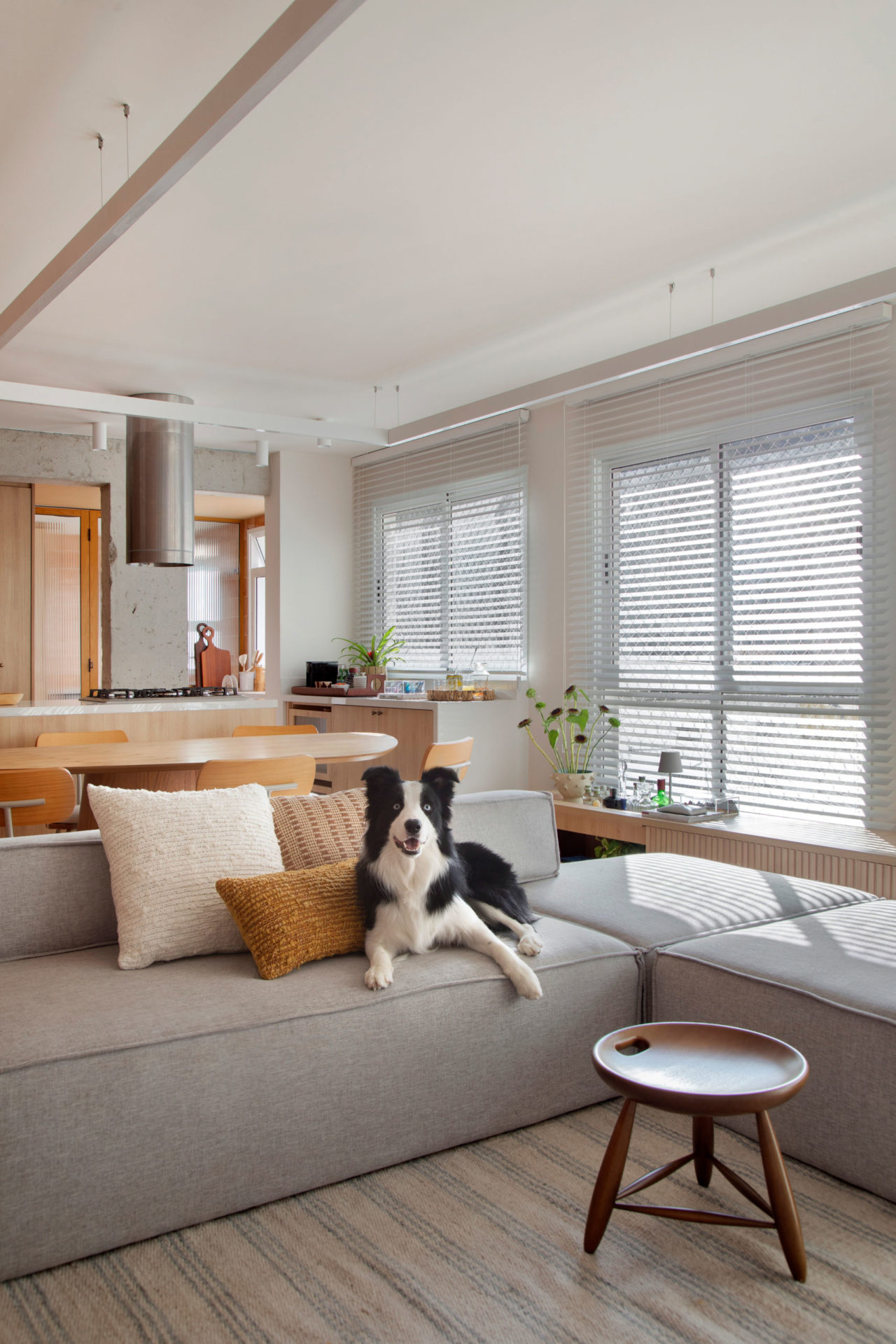 sala com sofá ilha, janela com persiana e o cachorro da raça border collie preto e branco