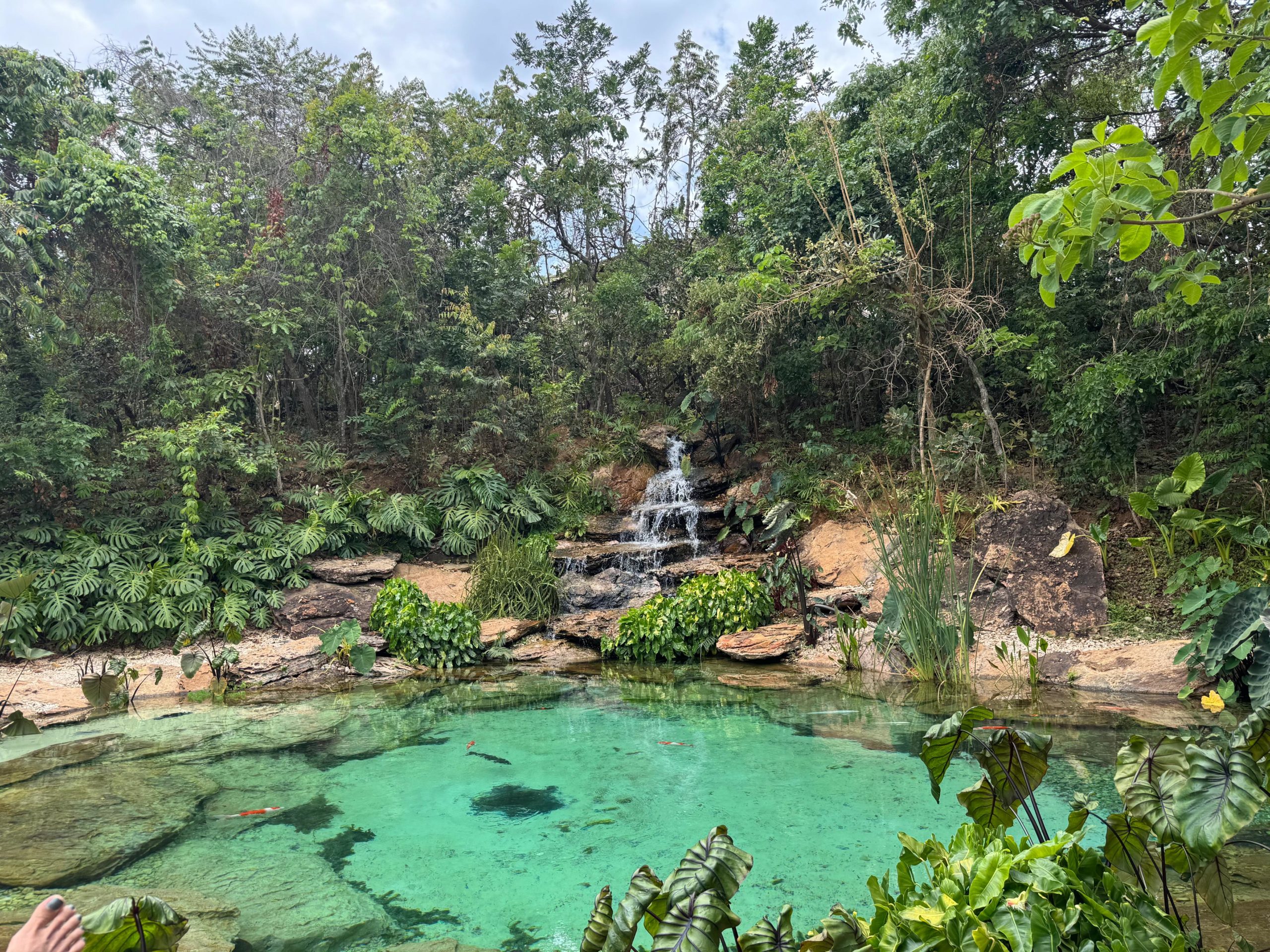 na foto um lago com águas verdes e muitas plantas