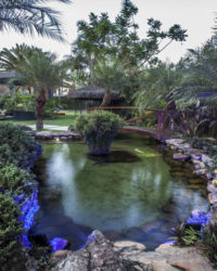 na foto um lago com pedras ao redor e muitas plantas e árvores