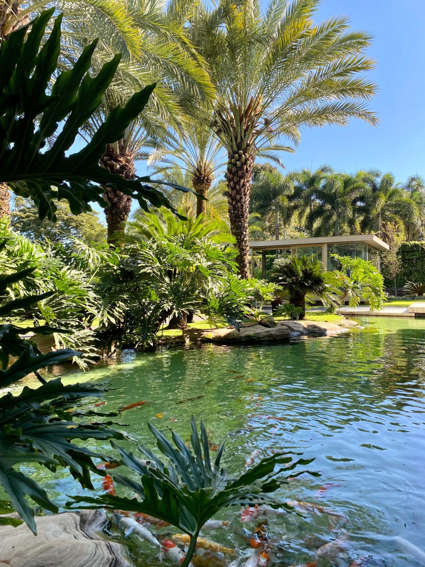 na foto lago rodeado de árvores e coqueiro