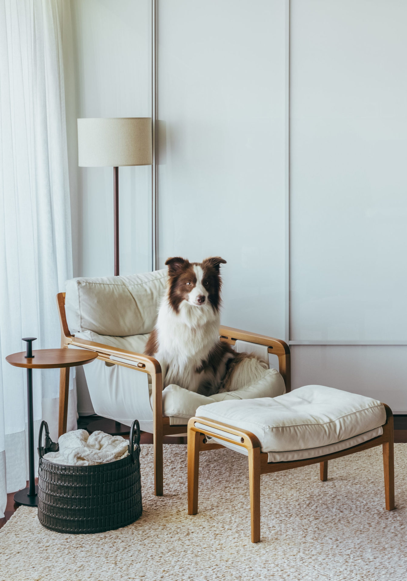 na foto cachorro da raça border colie em uma chaise branca