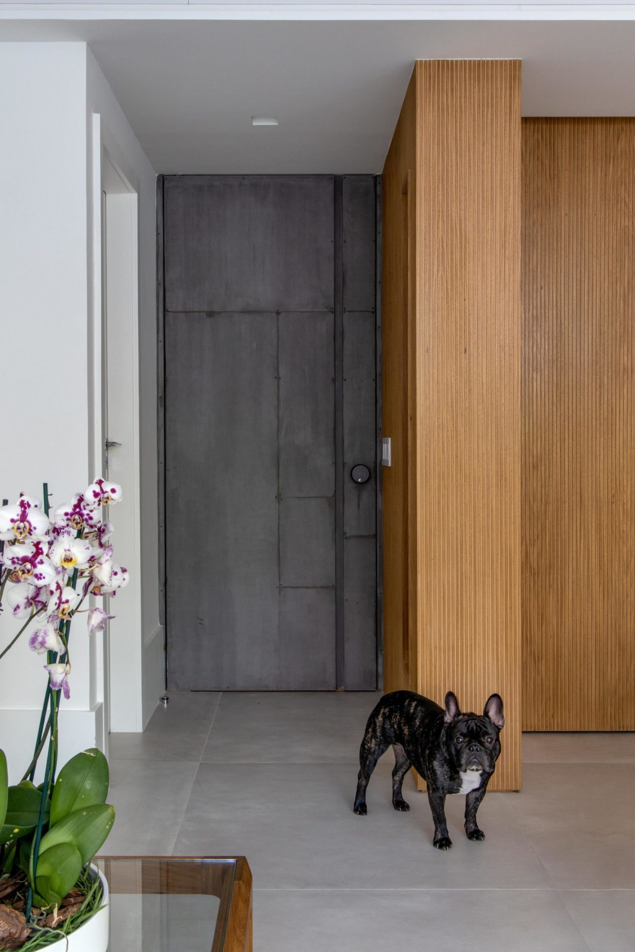na foto porta de entrada e um cachorro